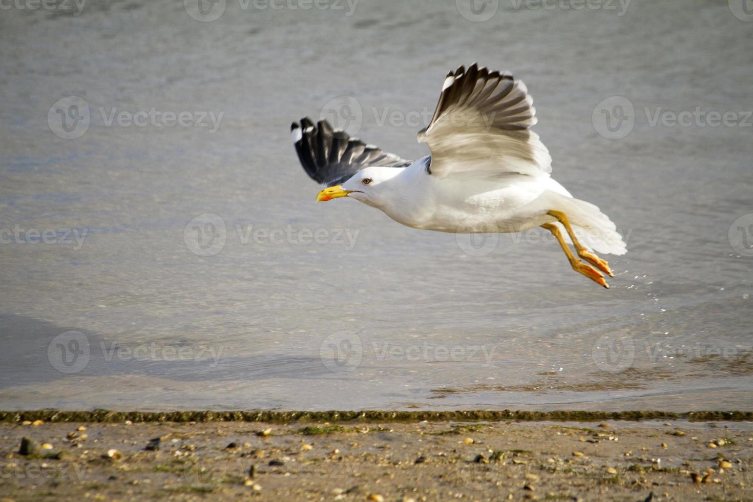 voo da gaivota perto da costa foto