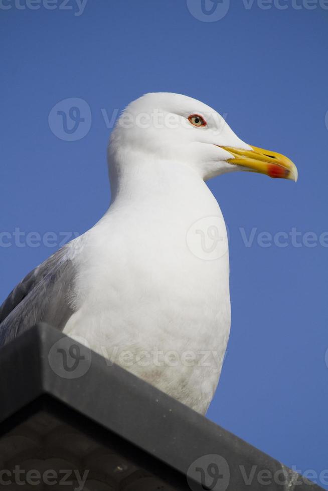 gaivota no topo do prédio foto