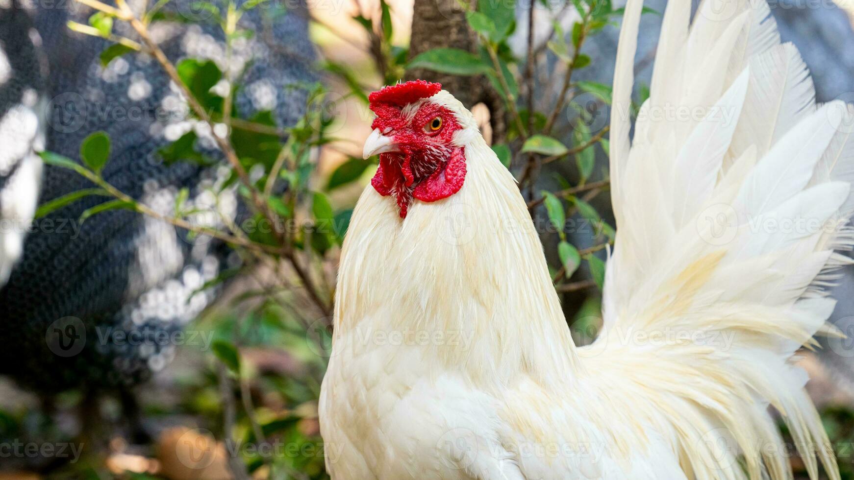 bantam andando no jardim foto