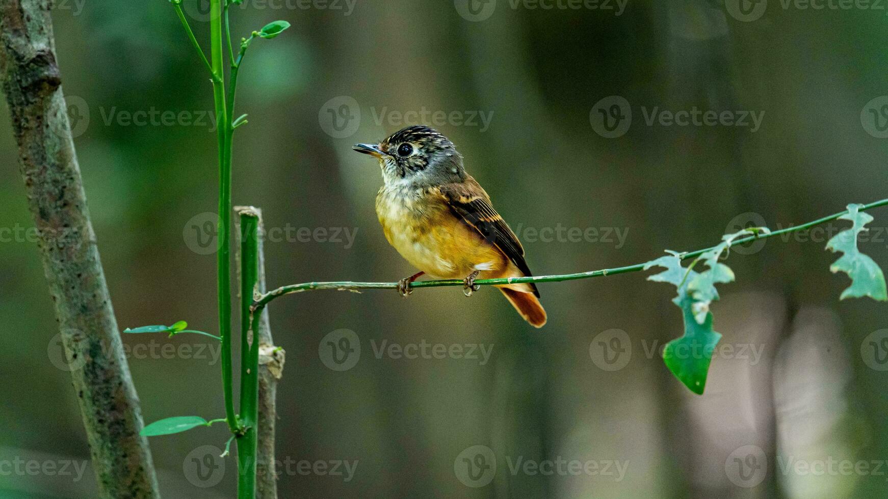 ferruginoso papa-moscas empoleirado em árvore foto