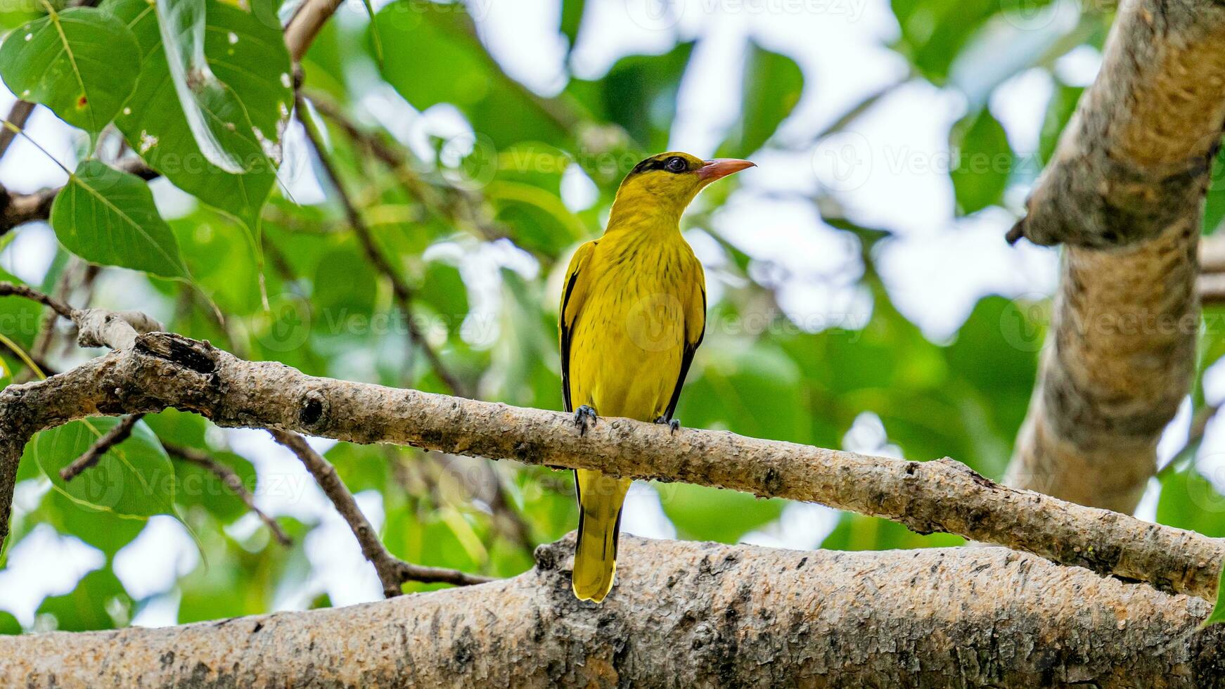 nuca preta oriole empoleirado em árvore foto