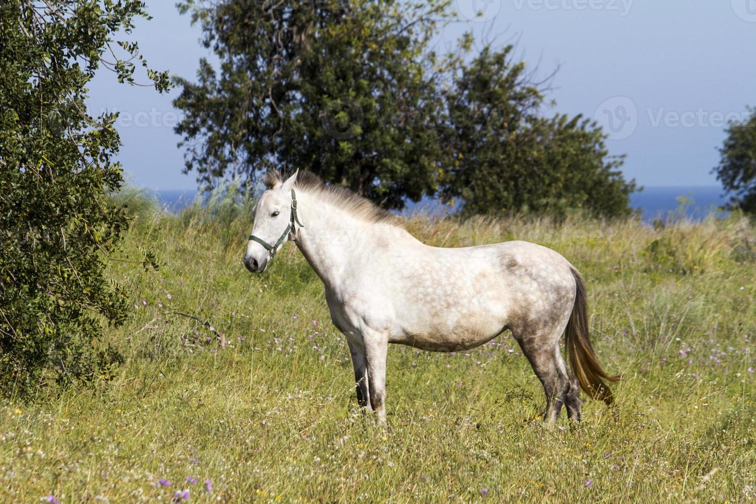 cavalo branco nos campos foto