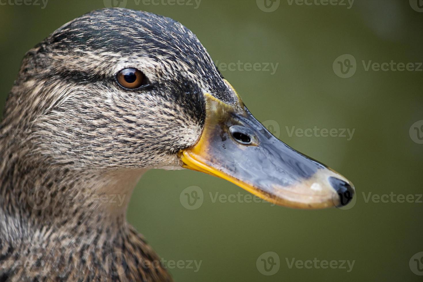 pato selvagem close up foto