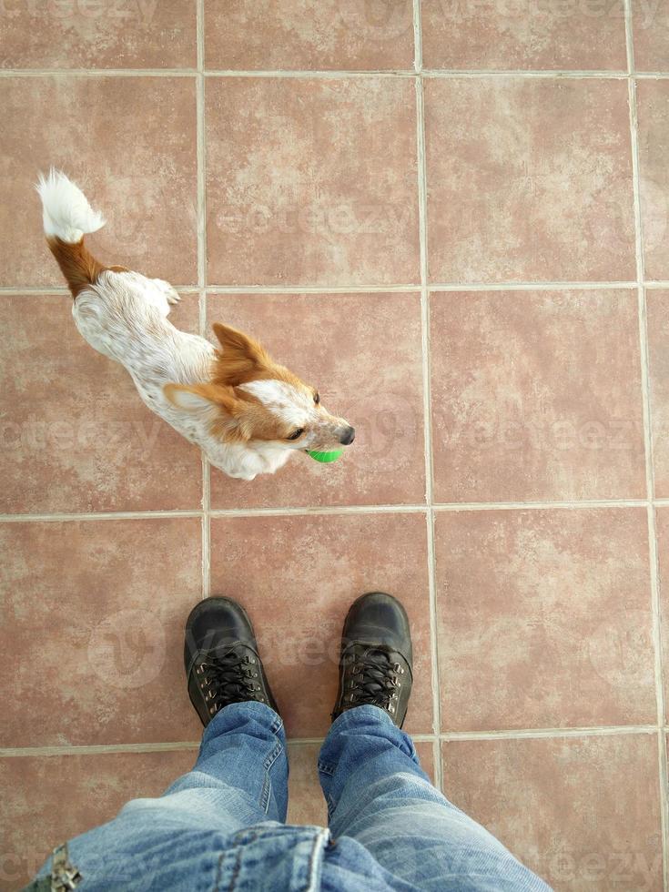 dono brincando com cachorro foto