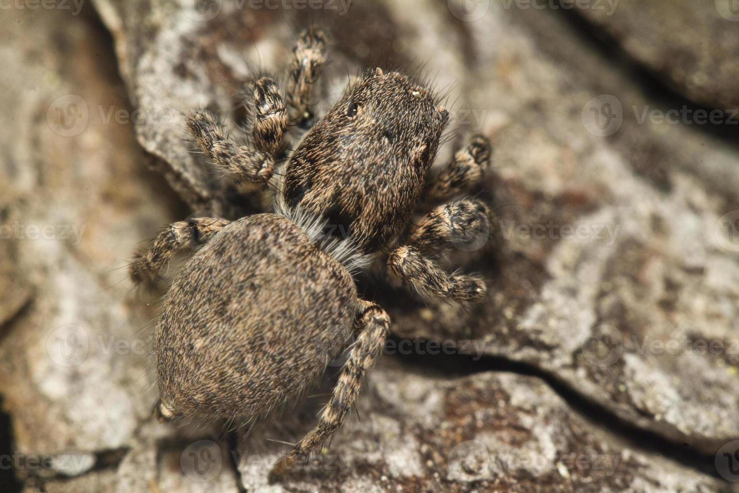 aranha saltadora cinza foto