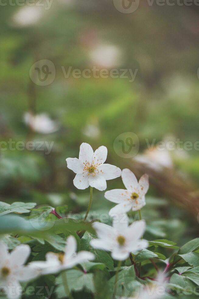 fechar-se do uma Primavera plantar, anêmona nemorosa, dentro uma floresta ficar de pé durante manhã claro. biodiversidade do natureza foto