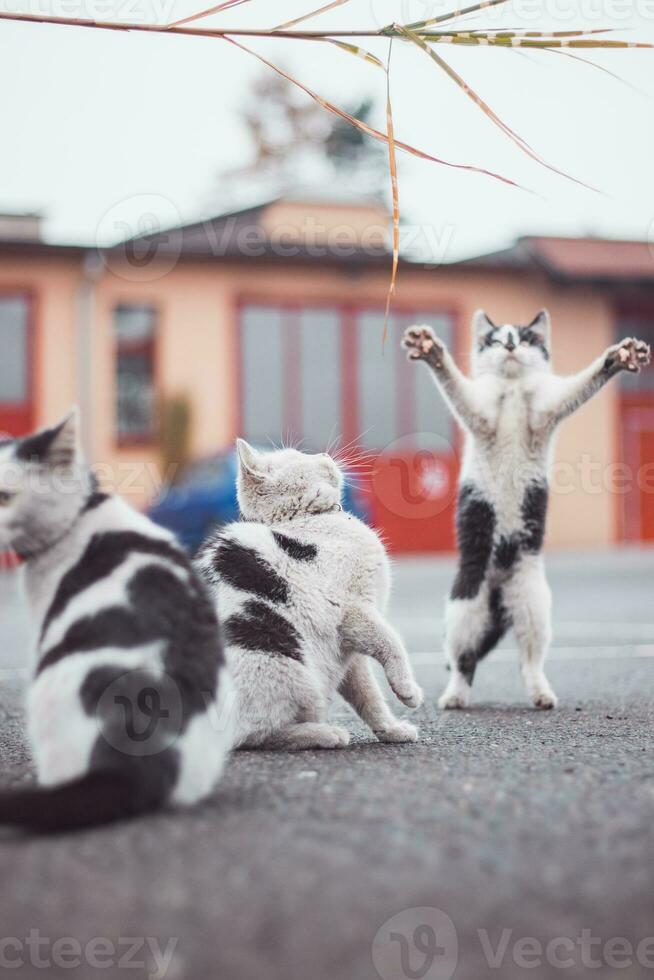 retrato do uma branco e Preto gatinhos com uma Sino pulando e jogando com uma brinquedo. crianças alegria do jogando jogos. família animal. entusiasmado e interessado expressão foto