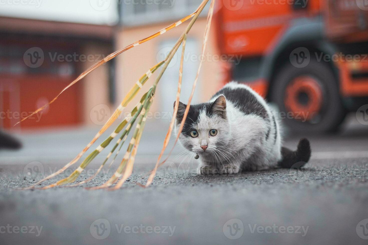 Preto e branco gatinho foge acima em Está presa e totalmente concentrados em a final pular. detalhe do expressão durante Caçando. infantil exuberância foto