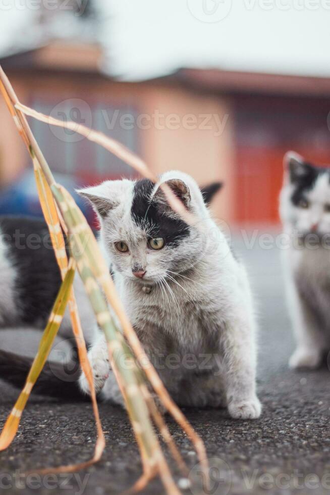 Preto e branco gatinho foge acima em Está presa e totalmente concentrados em a final pular. detalhe do expressão durante Caçando. infantil exuberância foto