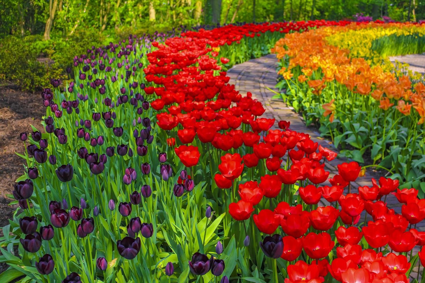 roxo vermelho laranja tulipas narcisos keukenhof parque lisse holanda holanda foto