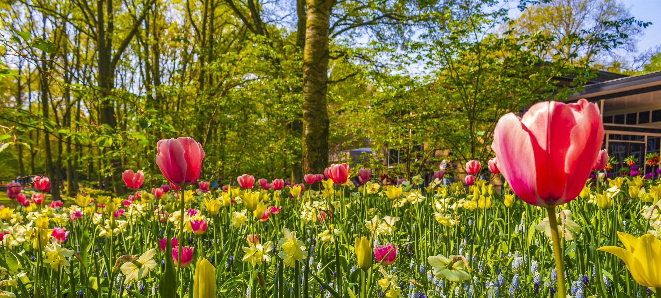 tulipas roxas rosa narcisos no parque keukenhof, lisse holanda, holanda foto