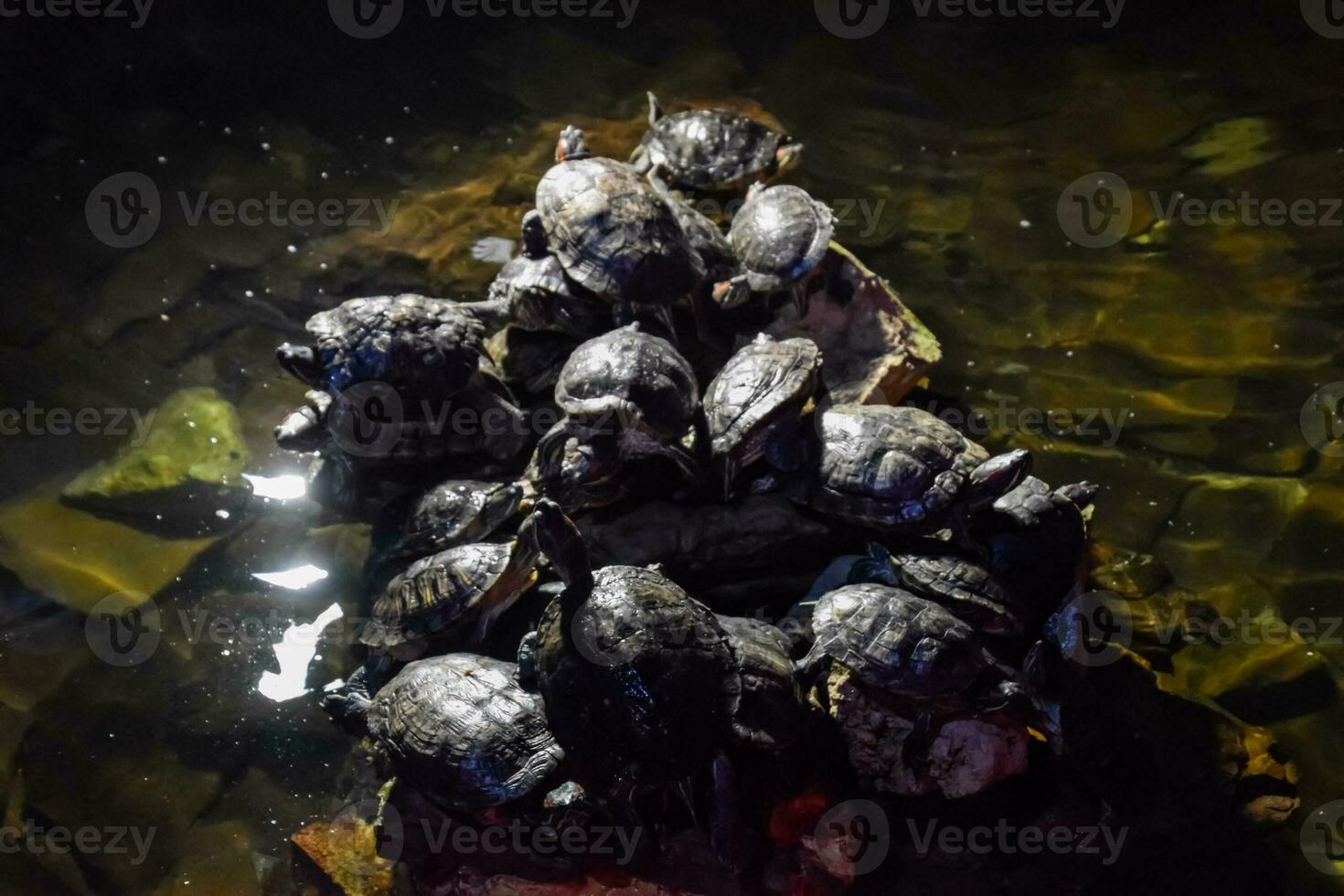 colônia do tartarugas em pedra, réptil tartarugas foto