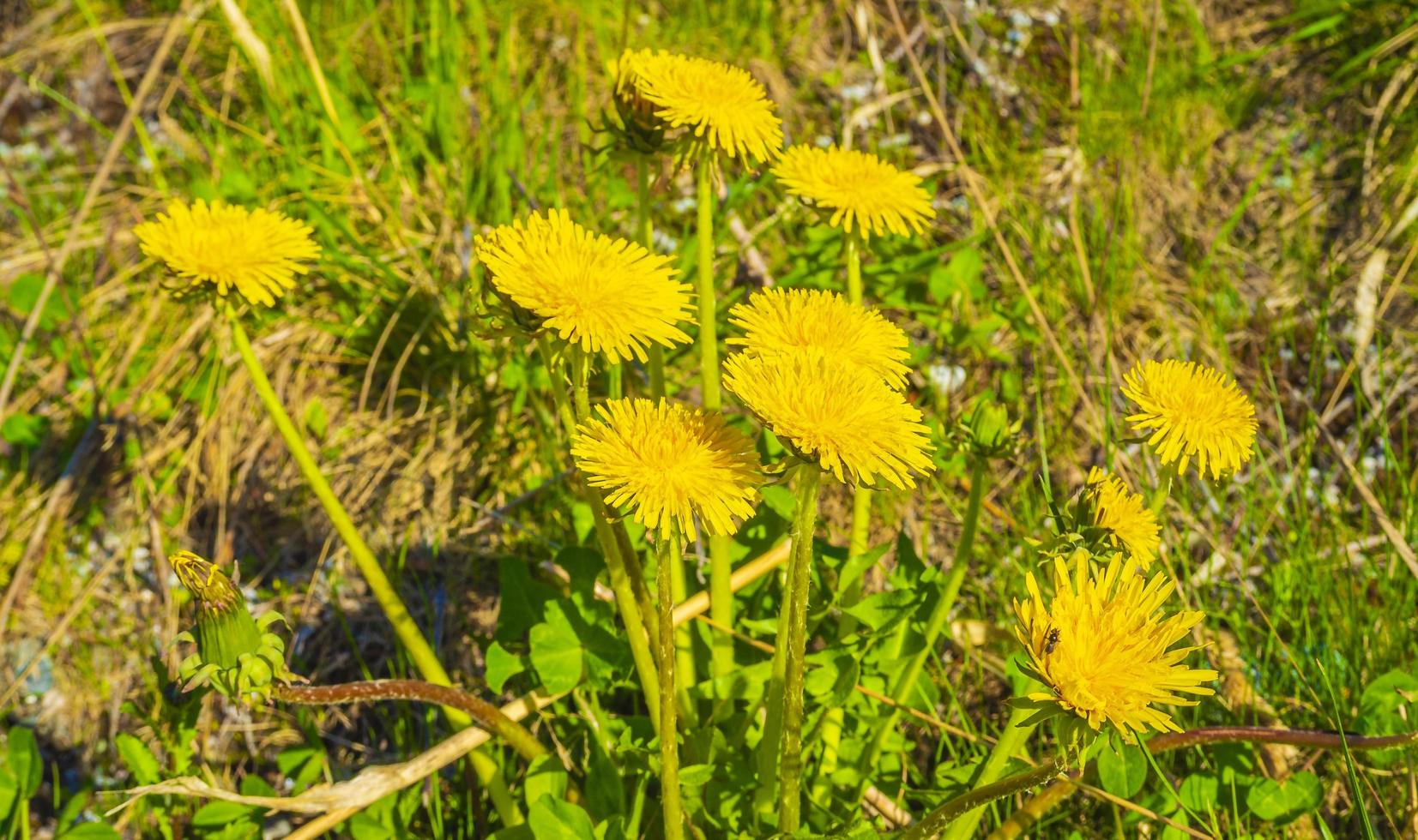 dente-de-leão amarelo no prado florido no verão hemsedal noruega foto