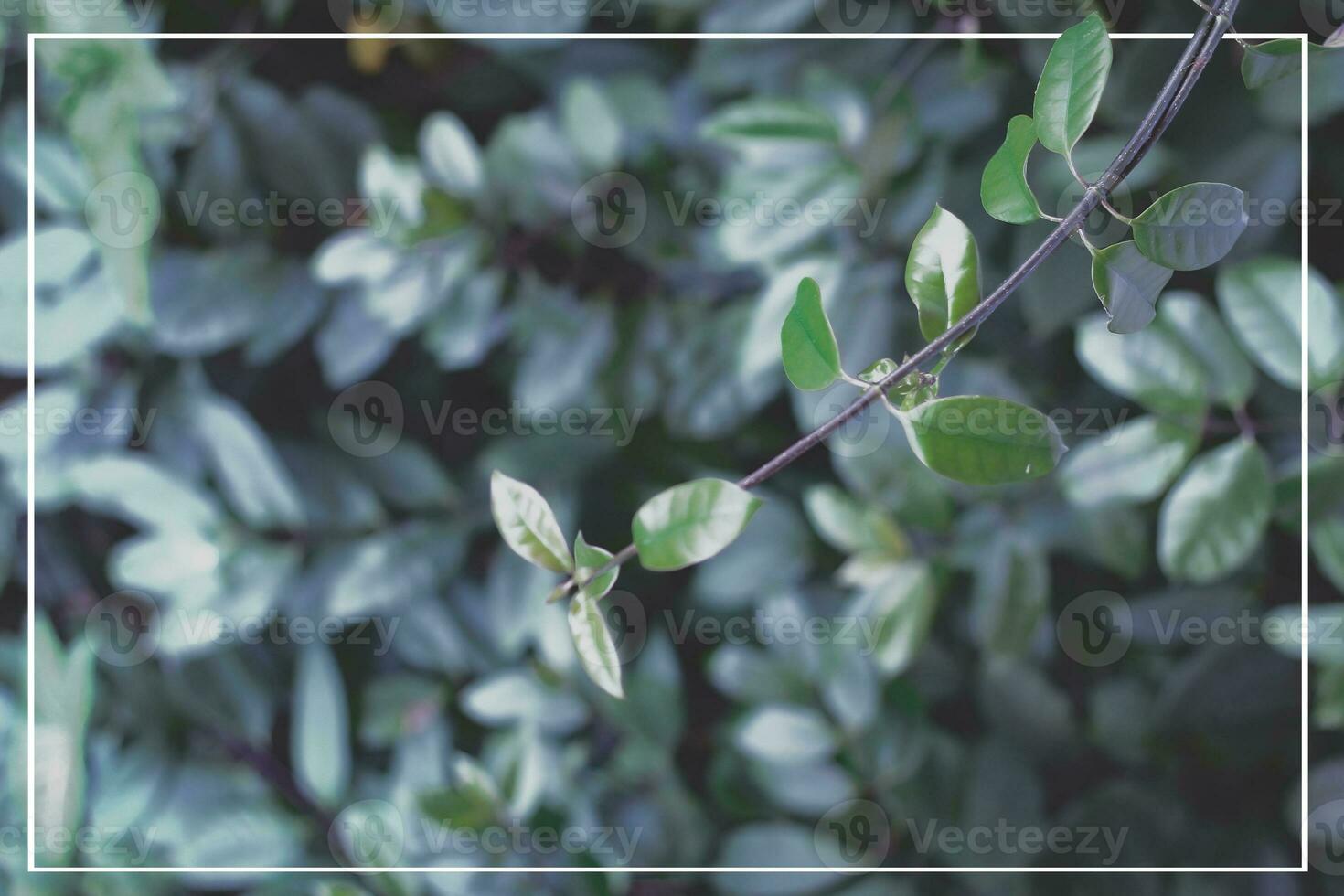 verde folhas fundo e quadro, Armação para texto. vintage tom filtro efeito cor estilo. foto