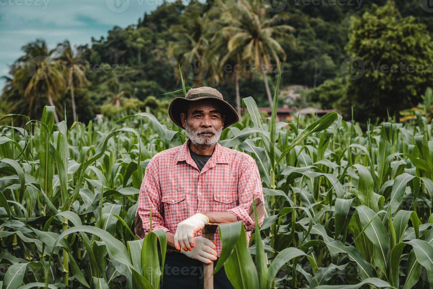 fazendeiro sênior no campo de milho foto