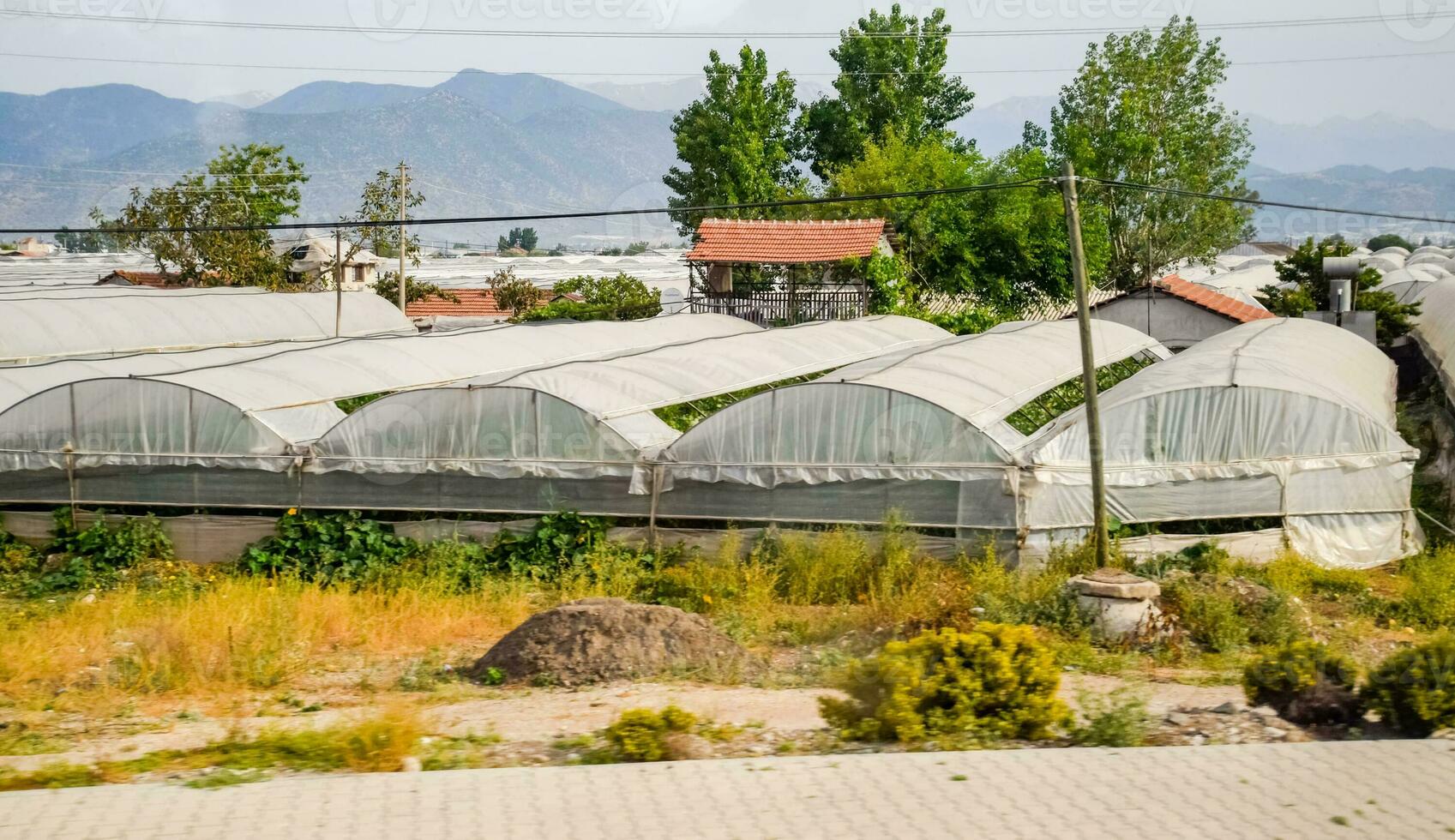 turco estufas, crescendo tomates dentro estufas foto