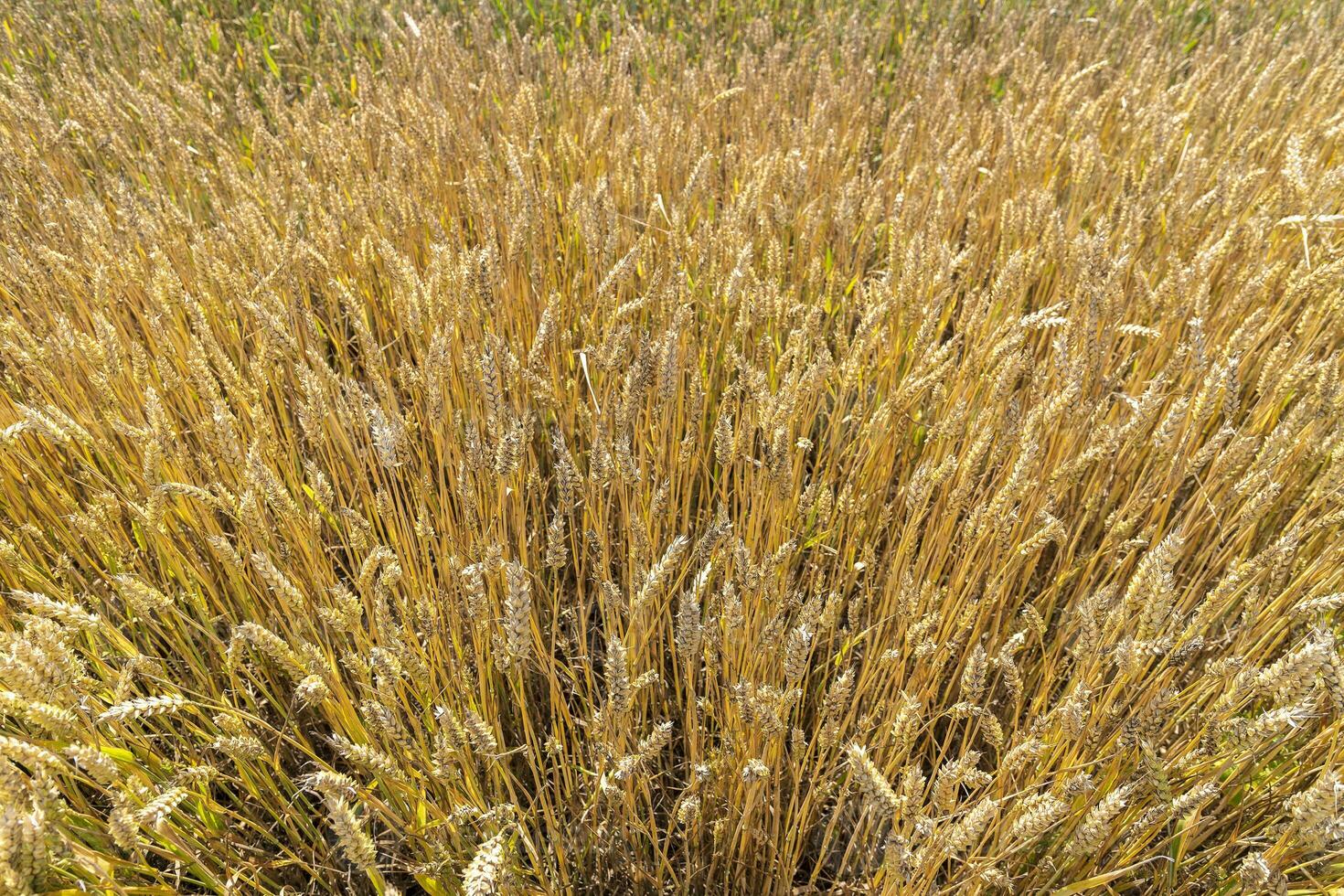 natural fundo, orelhas trigo a partir de acima, a dourado maduro campo do trigo foto