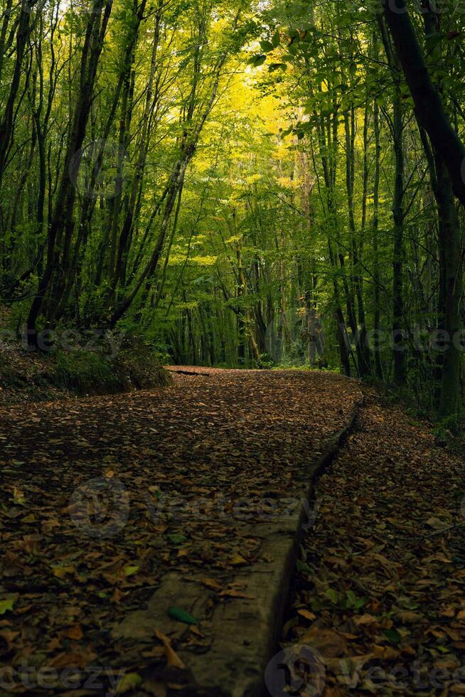 floresta com corrida trilha dentro a outono. recreativo áreas vertical foto