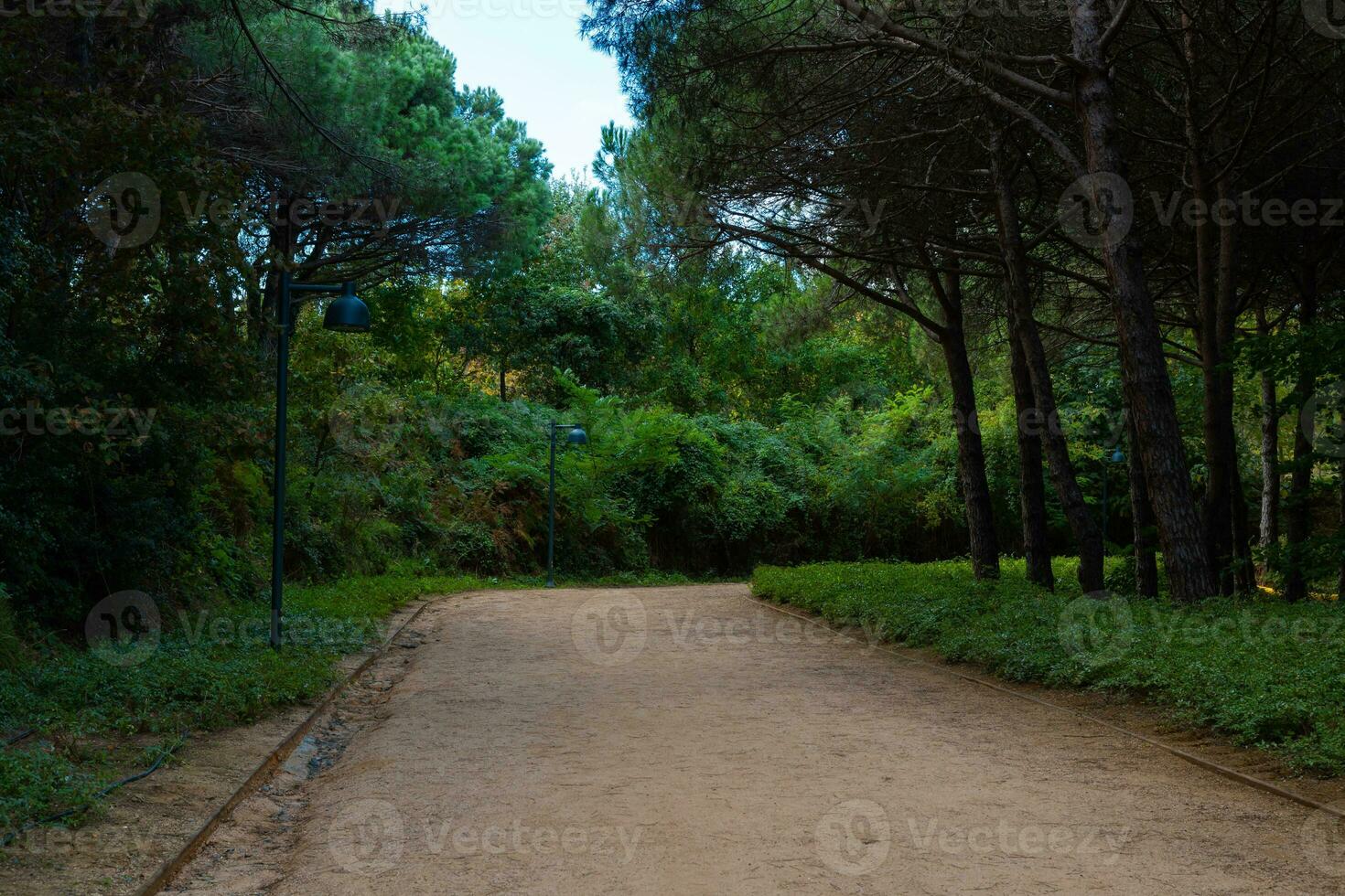 caminhada ou corrida trilha dentro a floresta. saudável estilo de vida conceito foto