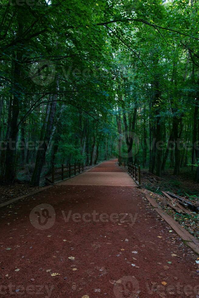 Belgrad floresta dentro Istambul. corrida trilha dentro uma floresta. recreativo áreas foto