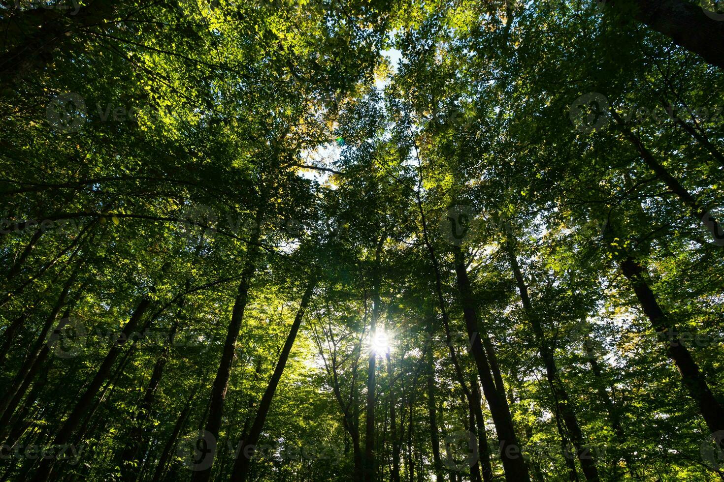 Largo ângulo Visão do exuberante floresta a partir de abaixo com luz solar entre a árvores foto