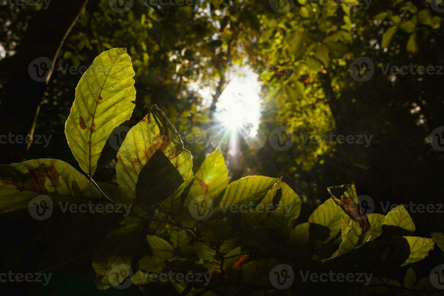 folhas iluminado de luz solar dentro a floresta. carbono neutralidade conceito foto