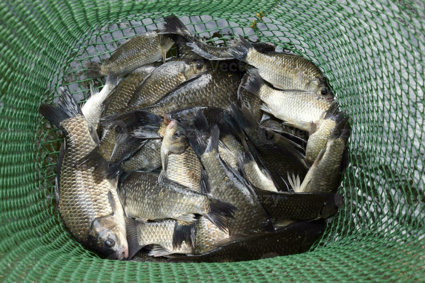 rio peixe dentro uma verde plástico rede dentro uma lago. peixe pegar. carpa uma foto