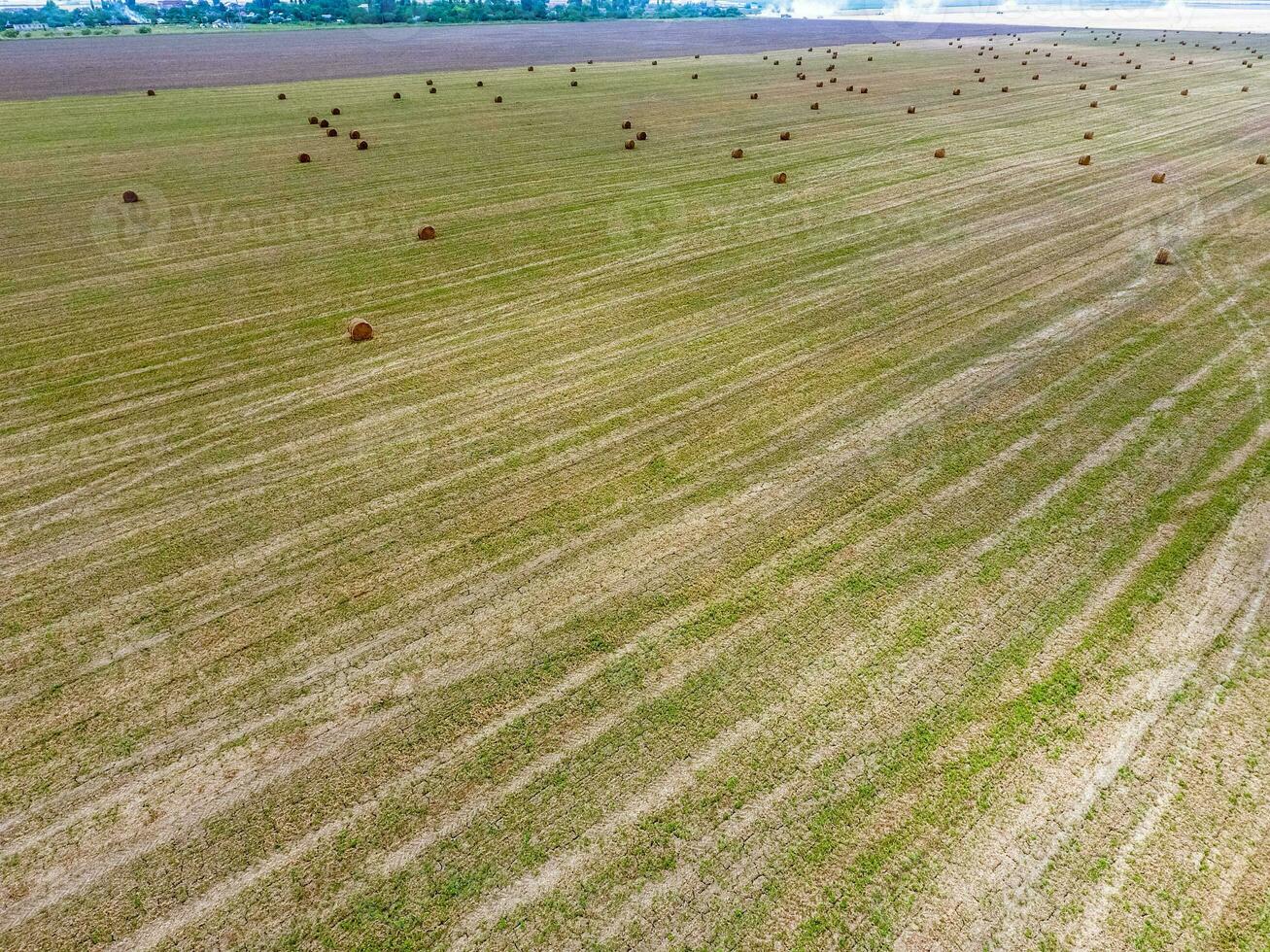 fardos do feno dentro a campo. colheita feno para gado alimentar. panorama campo com feno foto