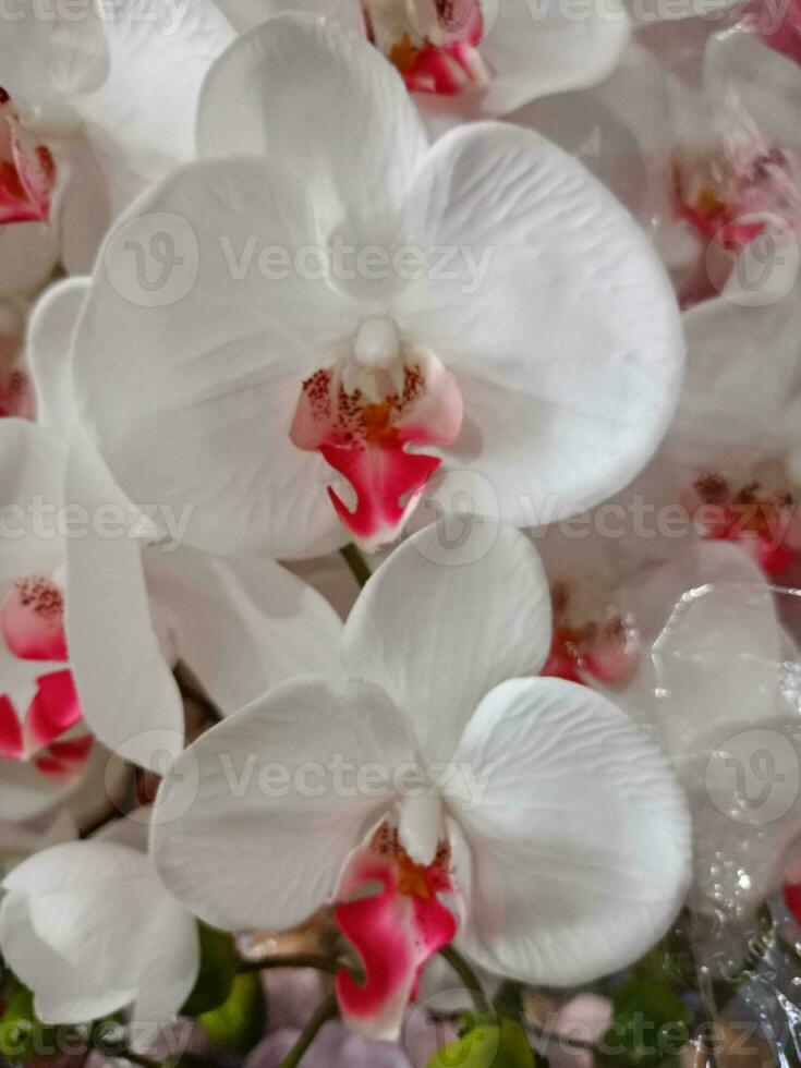 orquídeas flor florescendo beleza natureza colorida suave borrão foto