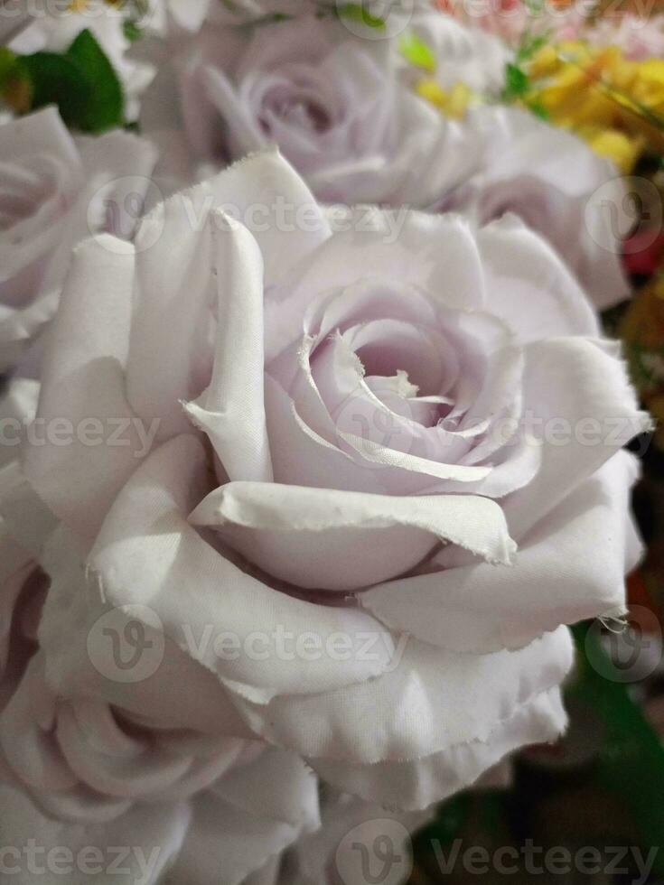 rosas flor florescendo beleza natureza e suave borrão foto