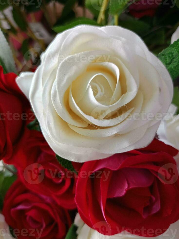 rosas flor florescendo beleza natureza e suave borrão foto