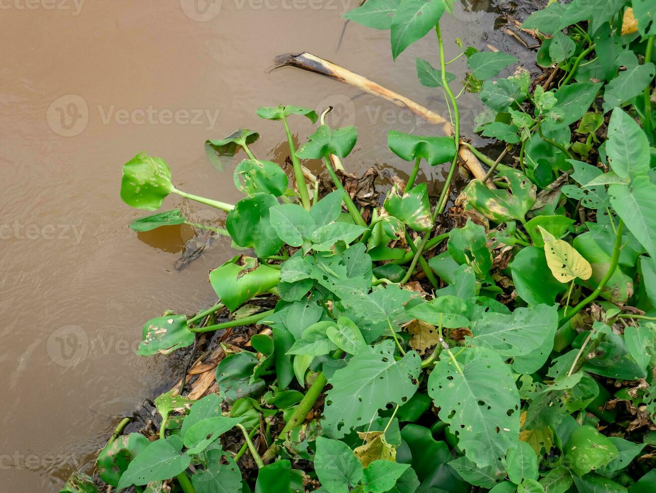 água jacinto e água espinafre plantas crescer em a bancos do a rio foto