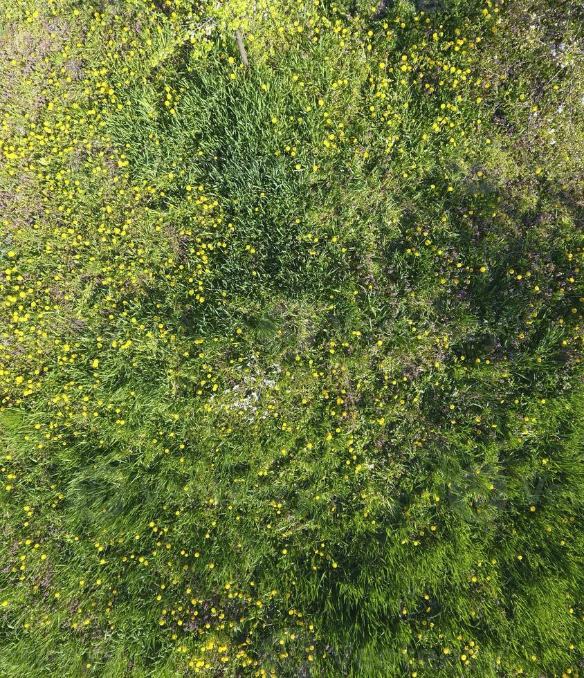 topo Visão do uma flor compensação dentro a jardim. dentes de leão estão amarelo flores e de outros flores foto