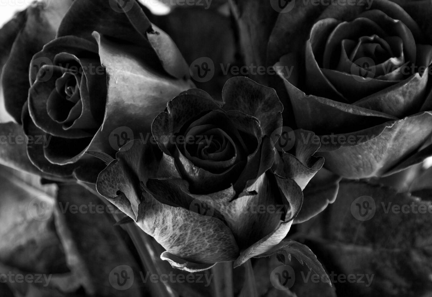 tonificado rosas dentro Preto e branco foto