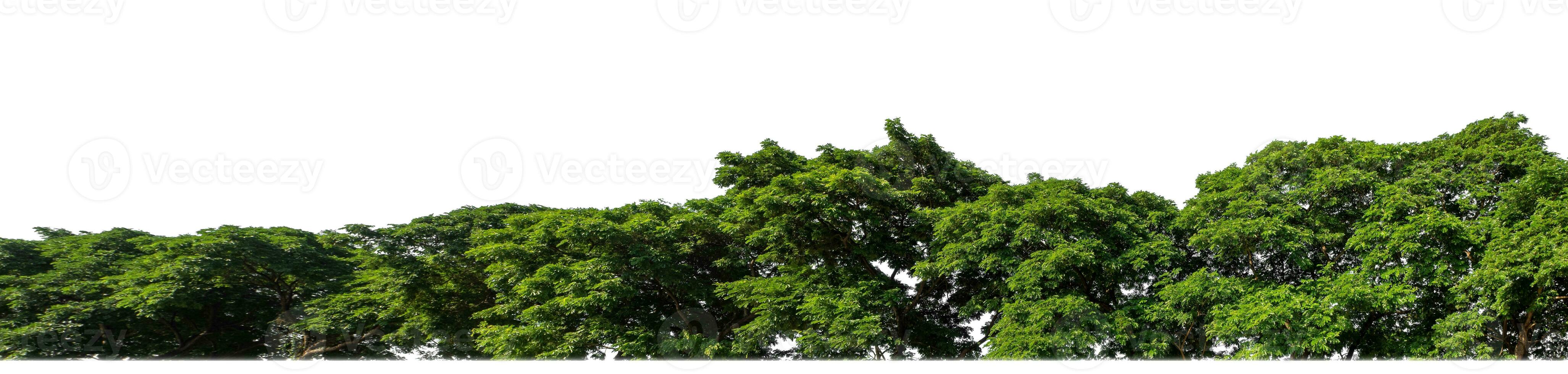 verde árvores isolado estão floresta em branco fundo, Alto resolução. foto