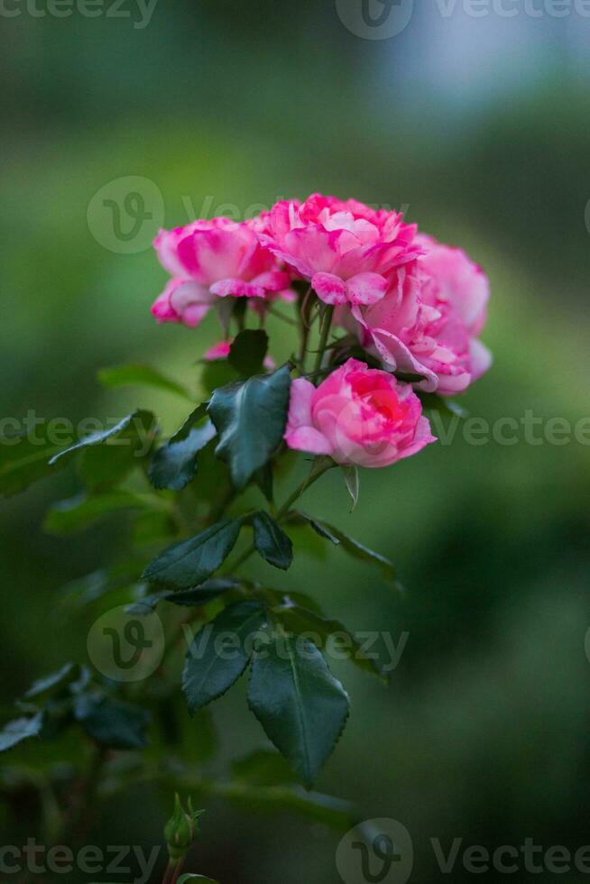 lindo Rosa rosas dentro a jardim. raso profundidade do campo. foto