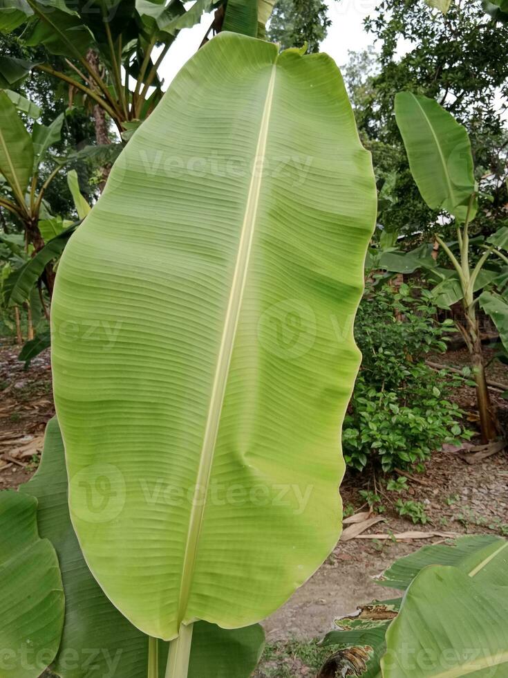 verde banana folha. verão folha placa e símbolo. foto