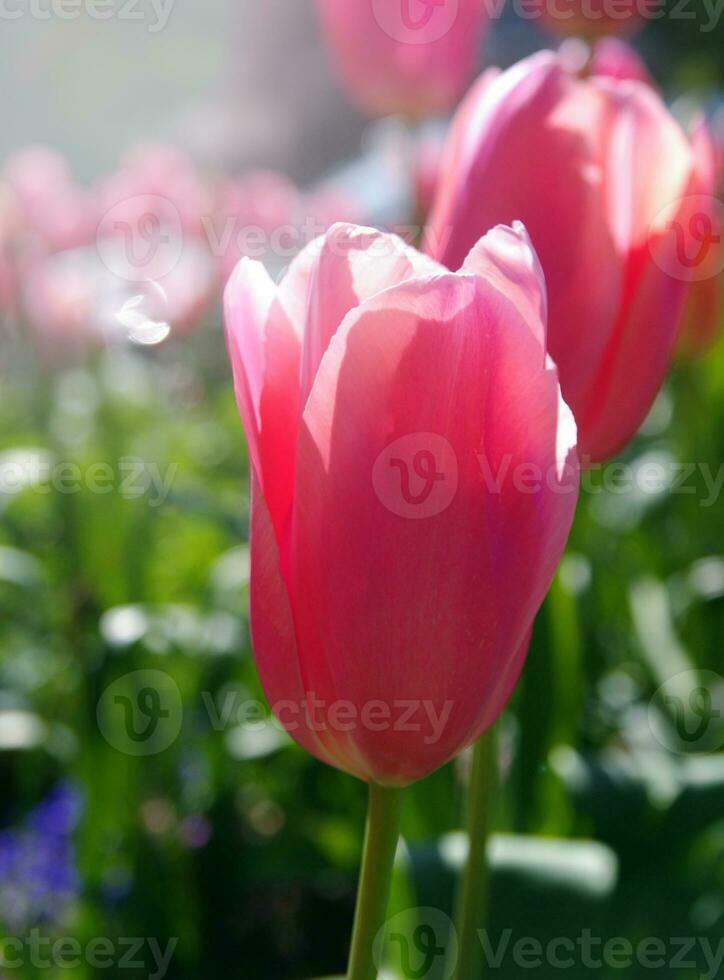 tulipas fechar-se dentro campo foto