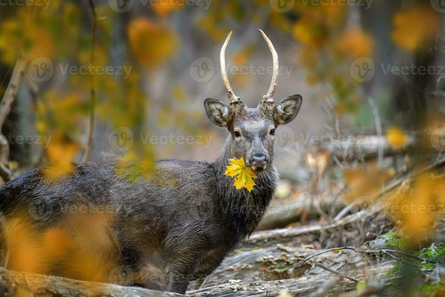 retrato do majestoso veado veado dentro outono floresta com amarelo folha. animais selvagens cena a partir de natureza foto