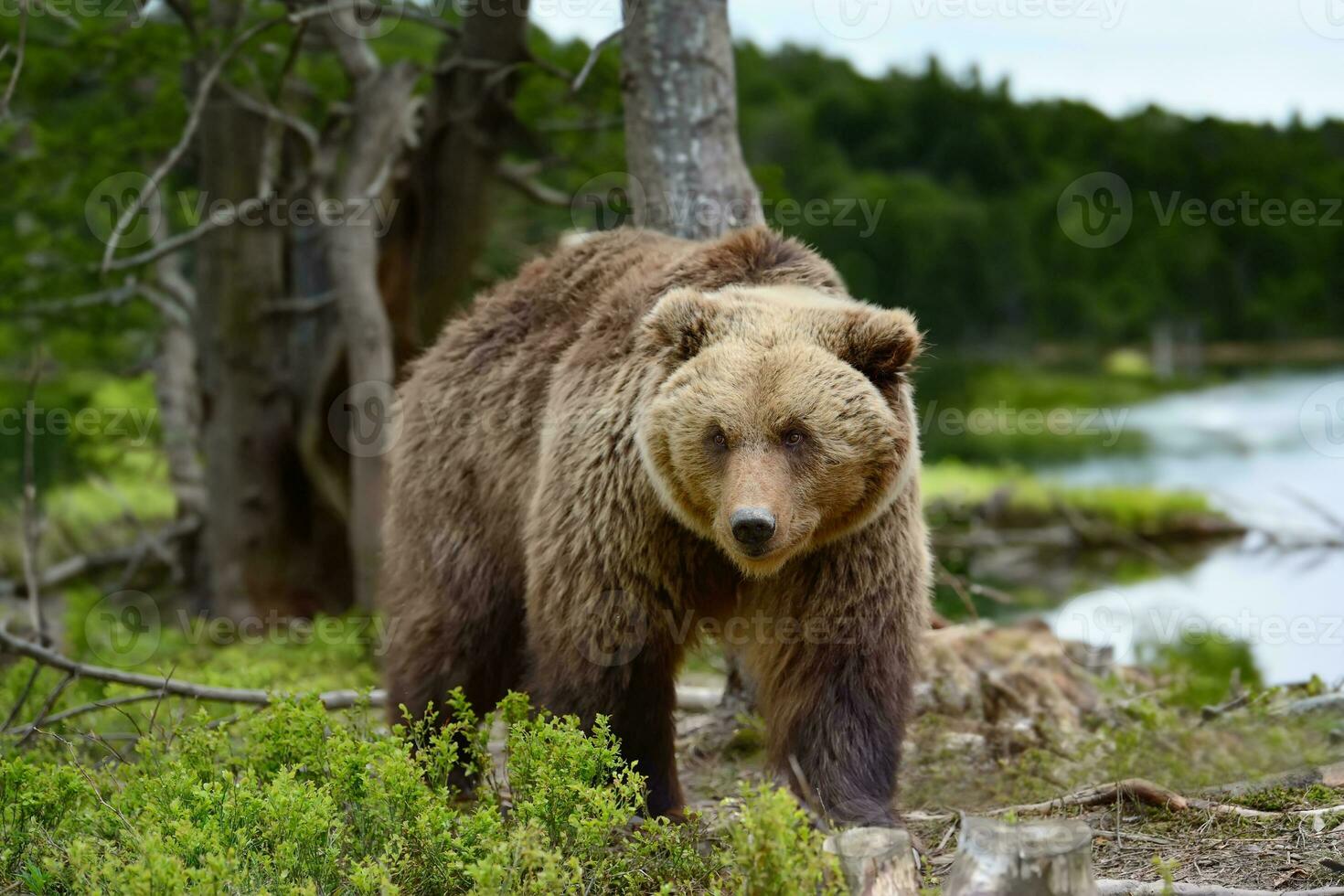 grande Castanho Urso dentro a floresta com lago foto
