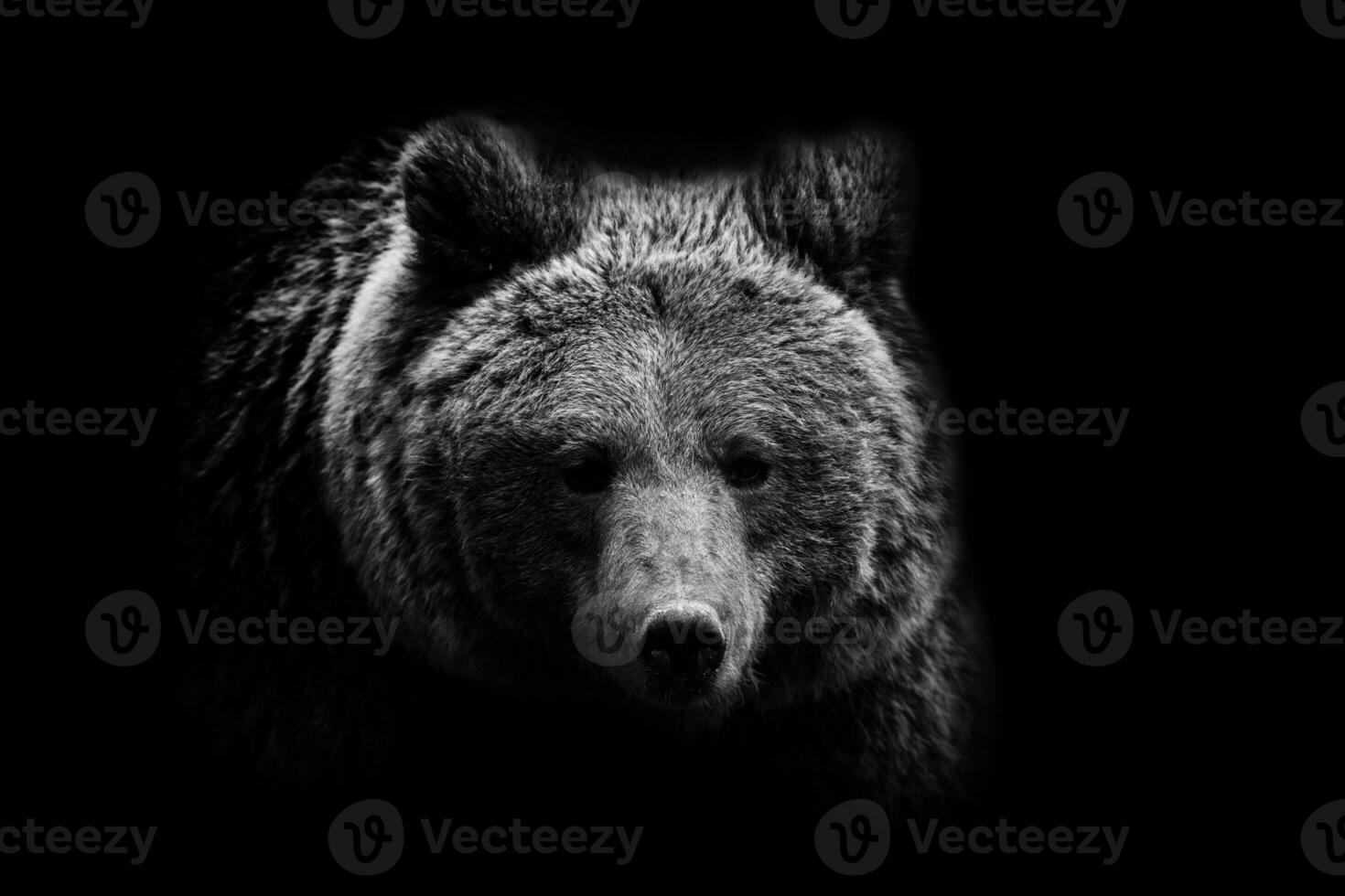 Preto e branco adulto Urso retrato. animal em Sombrio fundo foto