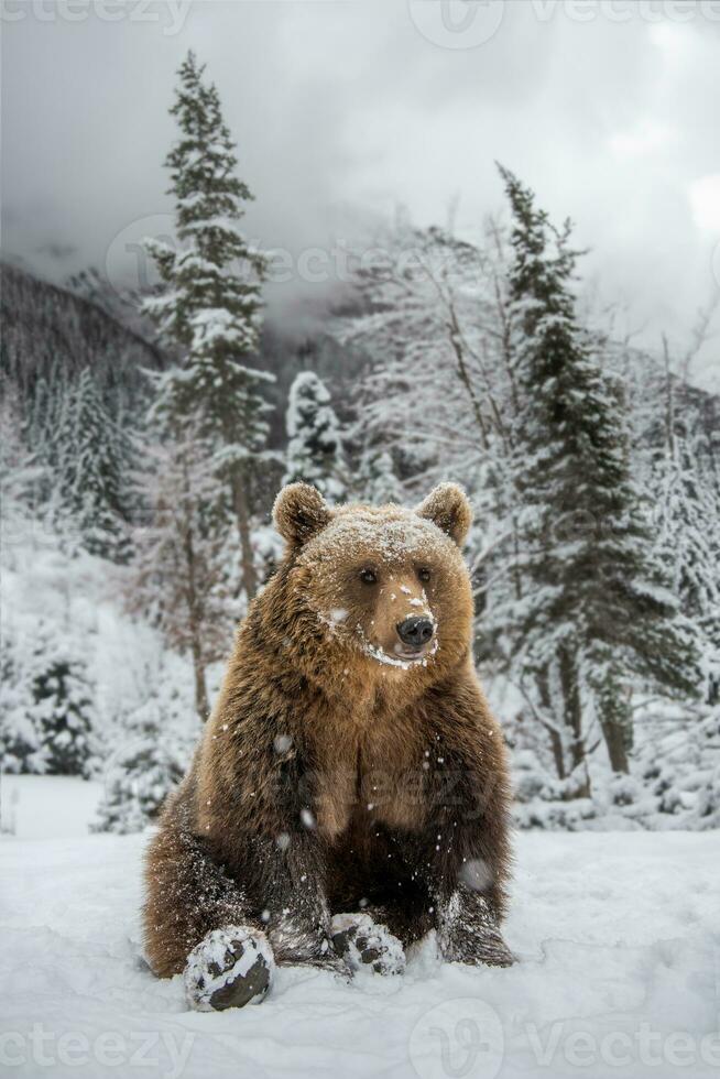 adulto Castanho Urso dentro frio tempo. animal dentro selvagem inverno natureza foto