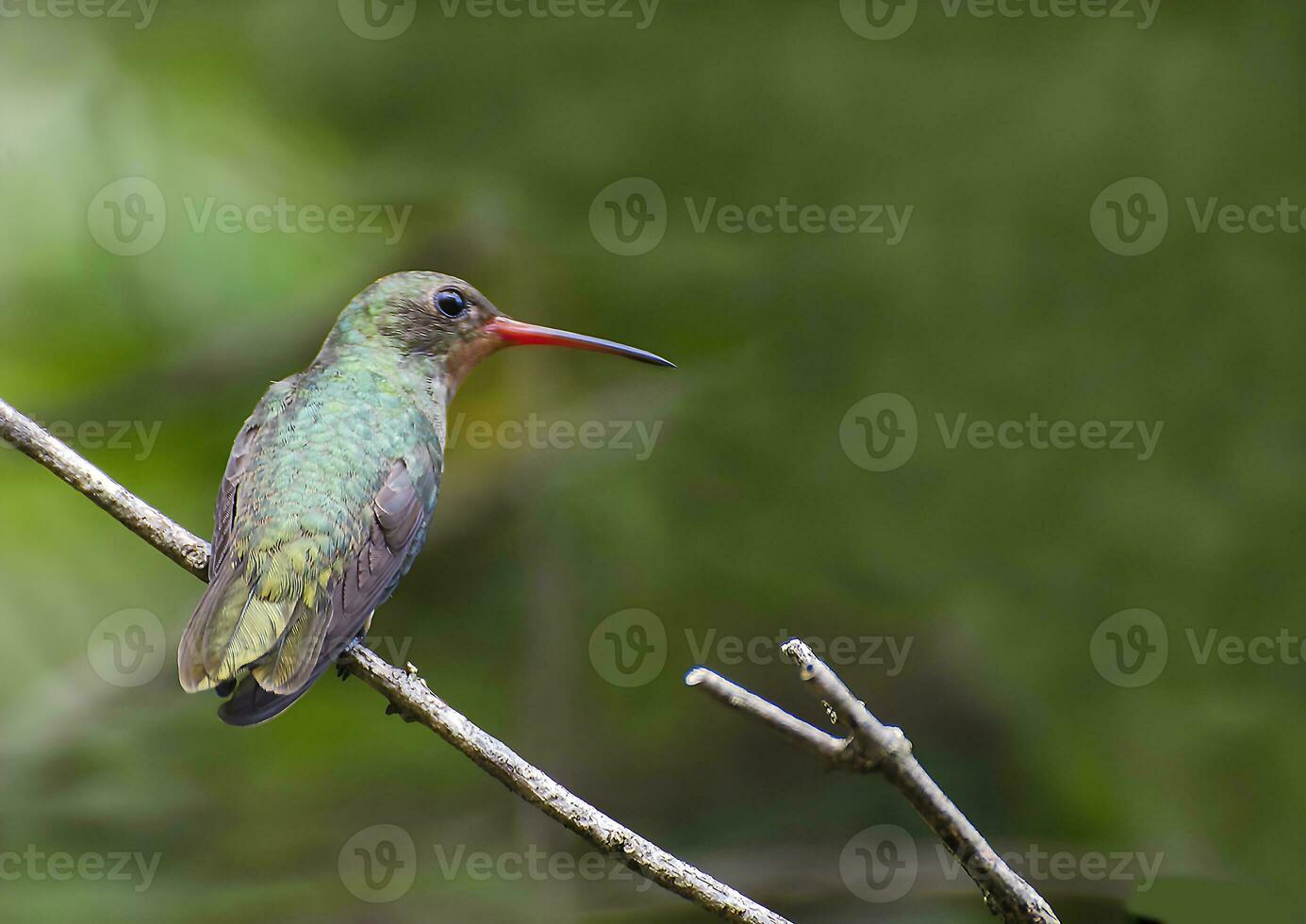 pássaro fotografia, pássaro foto, a maioria lindo pássaro fotografia, natureza fotografia foto