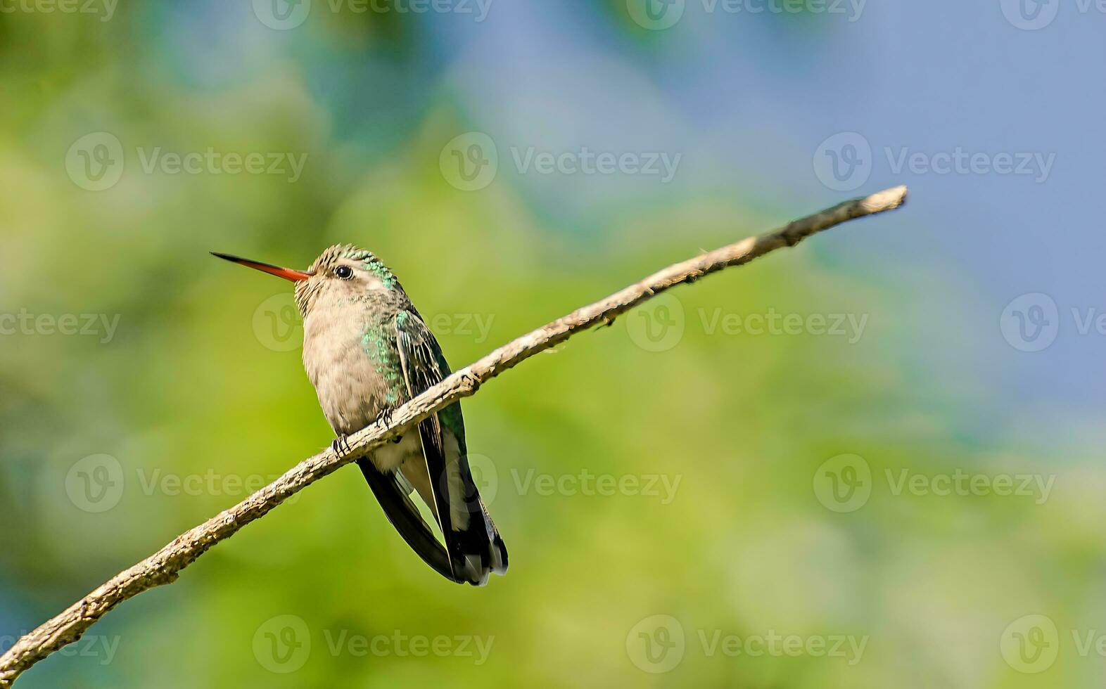 pássaro fotografia, pássaro foto, a maioria lindo pássaro fotografia, natureza fotografia foto