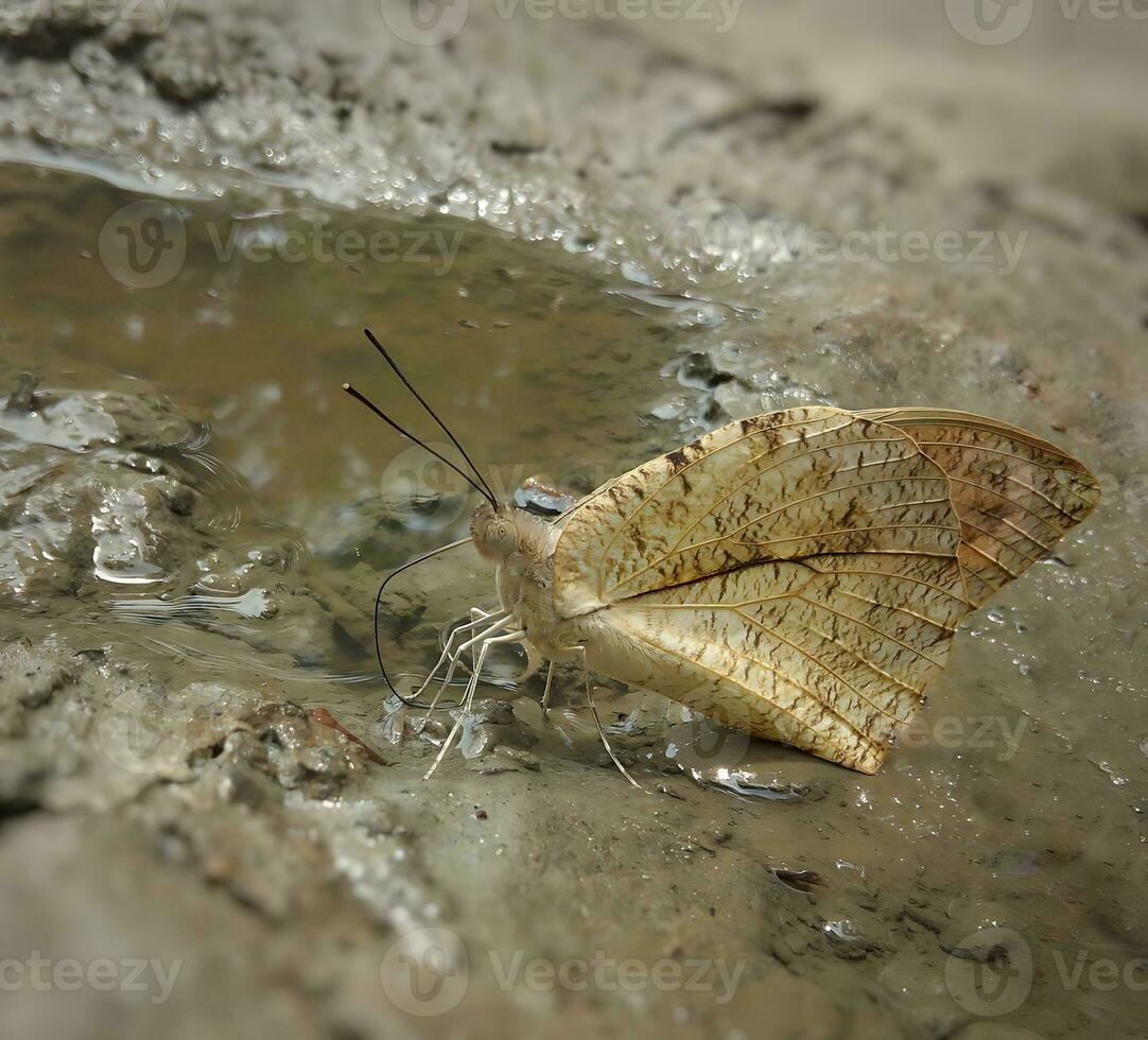 monarca, lindo borboleta fotografia, lindo borboleta em flor, macro fotografia, lindo natureza foto