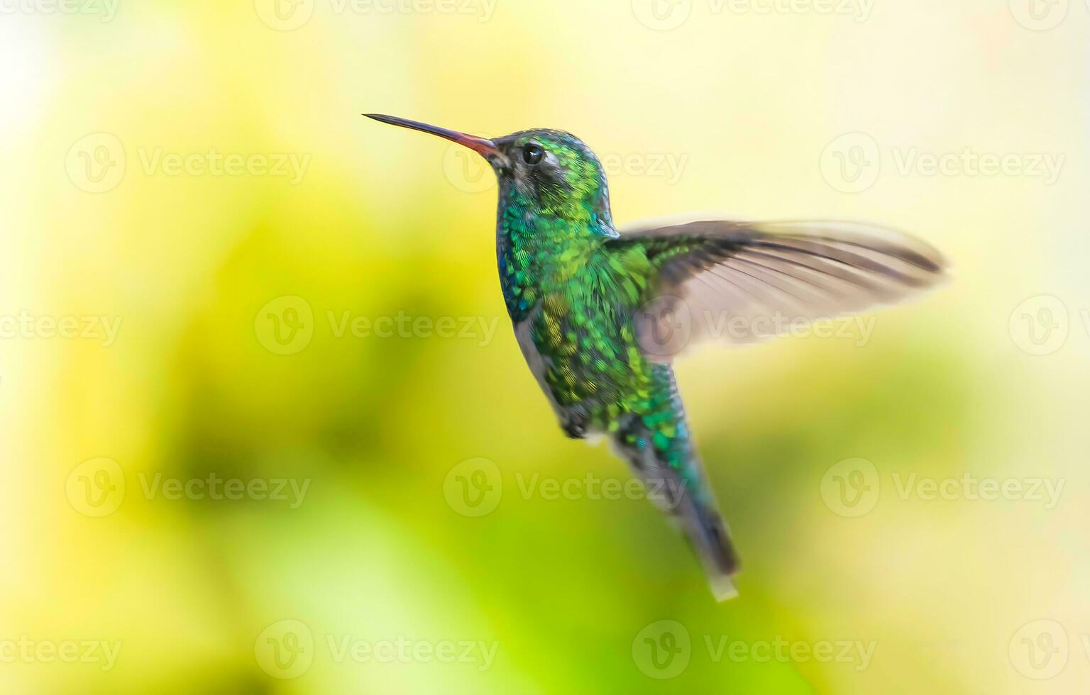 pássaro fotografia, pássaro foto, a maioria lindo pássaro fotografia, natureza fotografia foto