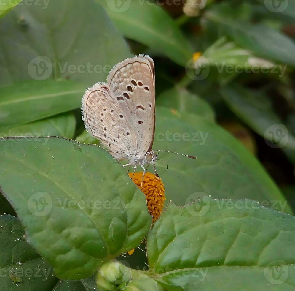 monarca, lindo borboleta fotografia, lindo borboleta em flor, macro fotografia, lindo natureza foto