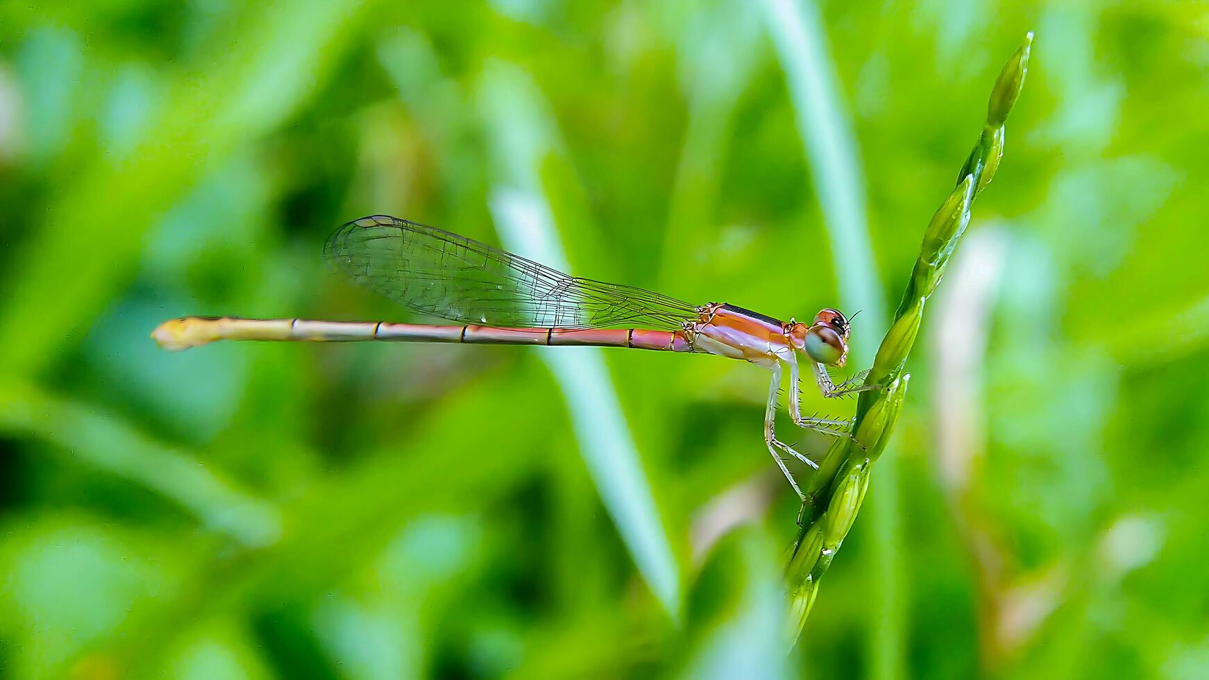 lindo escarlate libélula fotografia, lindo libélula em natureza, macro fotografia, lindo natureza foto