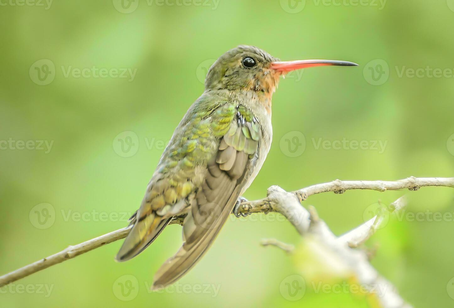 pássaro fotografia, pássaro foto, a maioria lindo pássaro fotografia, natureza fotografia foto