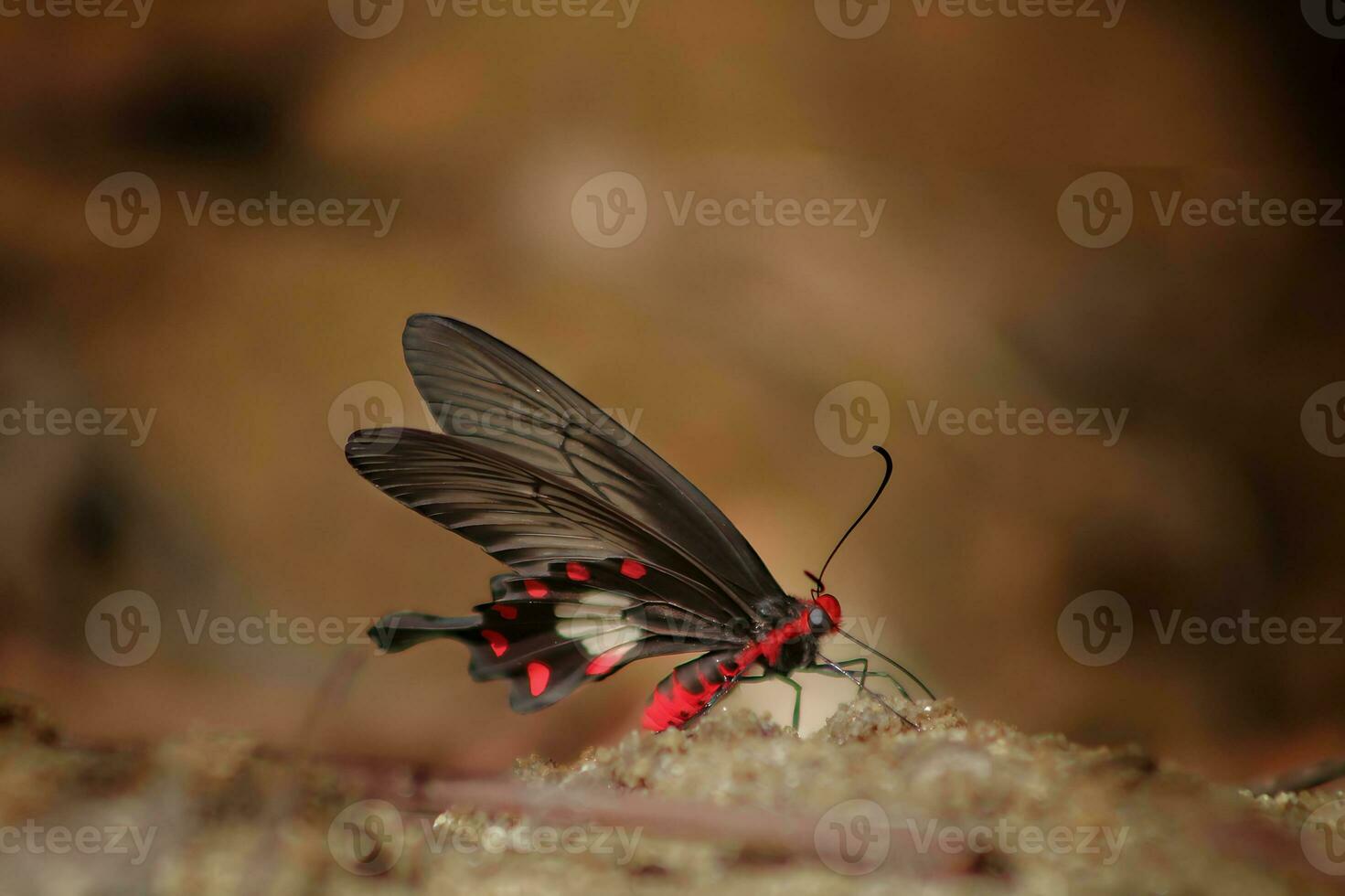 monarca, lindo borboleta fotografia, lindo borboleta em flor, macro fotografia, lindo natureza foto